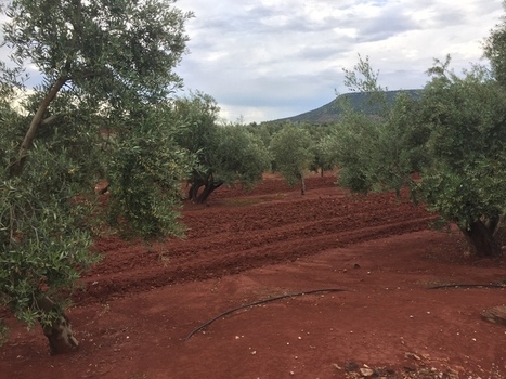 Las 325 almazaras de Jaén han producido más aceite de oliva que todas las de Italia, Grecia, Portugal y Marruecos juntas  | OLIVE NEWS | Scoop.it