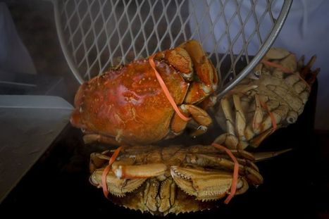 Health warning lifted for Dungeness crab from areas of state | Coastal Restoration | Scoop.it