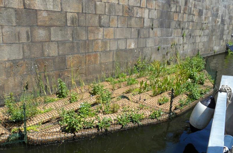 Biodiversité & radeaux végétalisés ? | ARB îdF | Regards croisés sur la transition écologique | Scoop.it