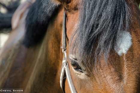 Vers une nouvelle définition juridique du cheval ? | 16s3d: Bestioles, opinions & pétitions | Scoop.it