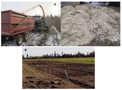 Original Paper in Can J Soil Sci • Dessureault-Rompré Collaboration 2023 • Soil C, N and P bioavailability and cycling following amendment with shrub willow chips | Collaborations | Scoop.it