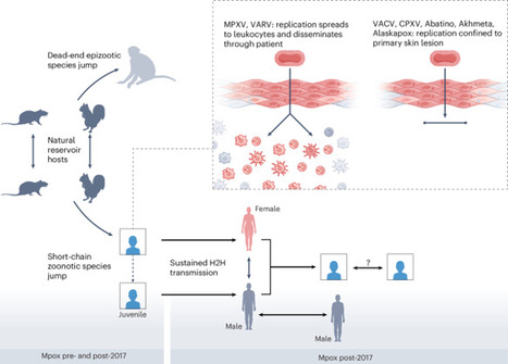 Mpox poses an ever-increasing epidemic and pandemic risk | Nature Medicine | actualités VIH, hépatites, IST, santé sexuelle | Scoop.it