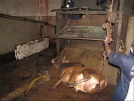 Abattoir de Bamako : Moulékafo est-il si sadique? | La Gazette des abattoirs | Scoop.it