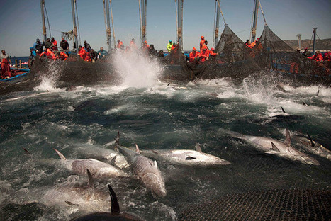 Farm-Raised Tuna May Not Be the Answer to Overfishing | OUR OCEANS NEED US | Scoop.it