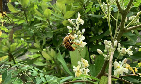 Les forêts sont essentielles afin de promouvoir la pollinisation dans l’agriculture et pour améliorer la biodiversité, selon le rapport de la FAO | EntomoNews | Scoop.it