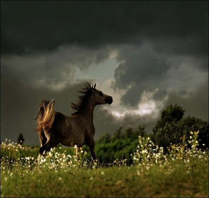 30 Amazing examples of Equine Photography | Machinimania | Scoop.it