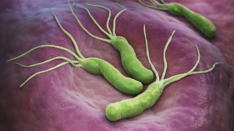 Helicobacter pylori, la preuve par l&rsquo;infection&hellip; | Life Sciences Universit&eacute; Paris-Saclay | Scoop.it