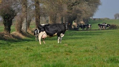 Prix du lait : En Irlande, trois coopératives proposent un prix fixe pour trois ans | Lait de Normandie... et d'ailleurs | Scoop.it