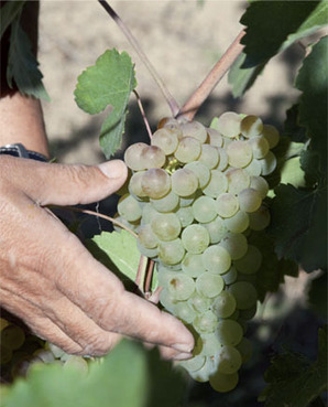 Vallerosa Bonci: passione per la terra, amore per il Verdicchio | Good Things From Italy - Le Cose Buone d'Italia | Scoop.it
