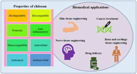 Chitosan Nanoparticles: A Versatile Platform for Biomedical Applications | iBB | Scoop.it