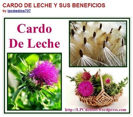 CARDO DE LECHE Y SUS BENEFICIOS | PIENSA en VERDE | Scoop.it