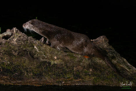 La loutre d’Europe signe un spectaculaire retour en France | Biodiversité | Scoop.it