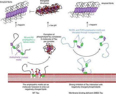 Alzheimer's Tau protein forms toxic complexes with cell membranes | Amazing Science | Scoop.it