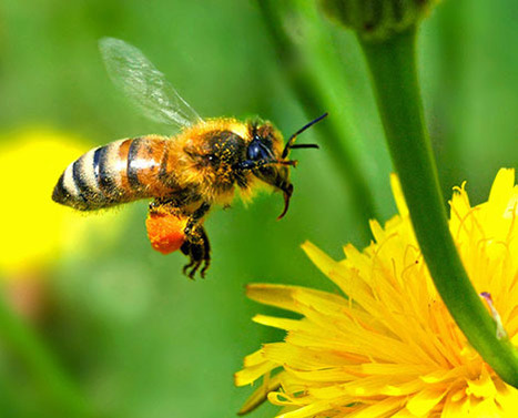 Bee research breakthrough might lead to artificial vision | Science News | Scoop.it