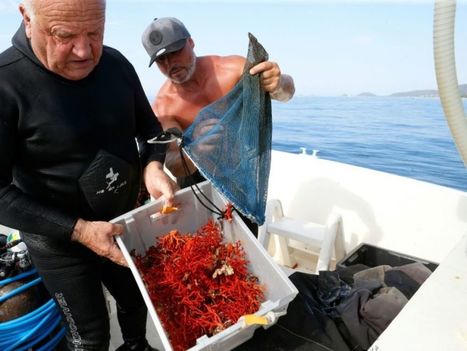 Plongée avec le doyen des corailleurs corses en quête "d'or rouge" | KILUCRU | Scoop.it