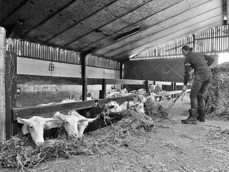 Devenir agricultrice en Quercy : entre recomposition et persistance des inégalités de genre - Analyse n°214 | Elevage et société | Scoop.it