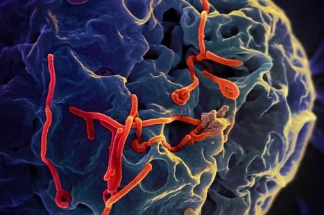 Ebola Outbreak’s Patient Zero Identified As A Toddler From Guinea | Ebola Outbreak 2014 | Scoop.it