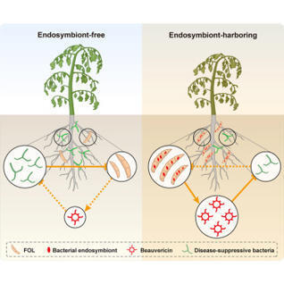 Bacterial endosymbionts enhance fungal virulence by disrupting the disease-suppressive rhizobiome | chm | RMH | Scoop.it