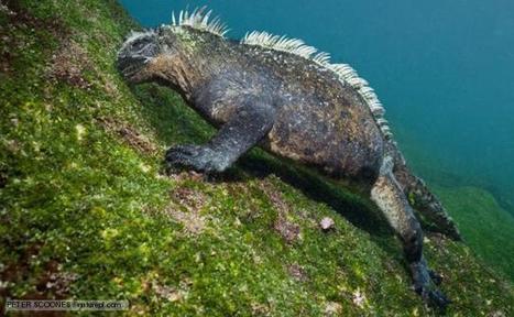 BBC Nature - Marine iguana videos, news and facts | Galapagos | Scoop.it