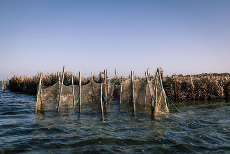 TUNISIE : Repos biologique dans le secteur de la PECHE: adoption d'un article additionnel dans le PLF 2026 | CIHEAM Press Review | Scoop.it