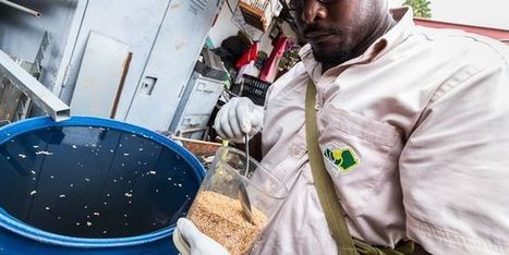 Les raisons de l’ampleur de l’épidémie de Zika mieux connues | EntomoNews | Scoop.it