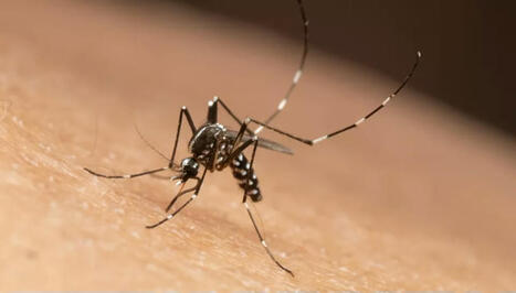 Premier cas de dengue autochtone en Haute-Garonne : des mesures immédiates déployées à Fonsorbes | Revue de presse | Scoop.it