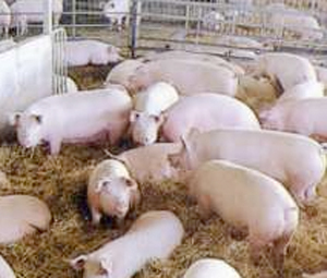 Ghanaian pigs have gotten a taste for human flesh! | No Such Thing As The News | Scoop.it