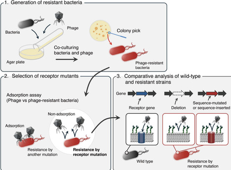 Phage Cocktails: State-of-the-Art Technologies and Strategies for Effective Design | fems rev | RMH | Scoop.it