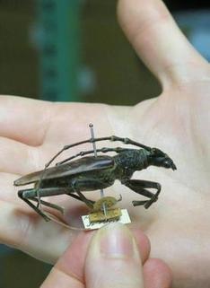 Répertorier les insectes des réserves du Muséum de Blois | Variétés entomologiques | Scoop.it