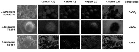 Isolation and Characterization of a Novel Calcium-Precipitating Alkali-Tolerant Lysinibacillus sphaericus in Local Urban Environment | brvm | RMH | Scoop.it