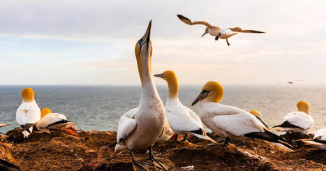 Une nouvelle &eacute;valuation conclut que l'Europe n'est pas en voie d'atteindre l'objectif d'un oc&eacute;an sain d'ici 2030. BirdLife | Biodiversit&eacute; | Scoop.it