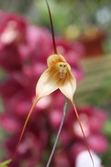 The Monkey Orchid Looks Like A Monkey | Incredible Things | Walking On Sunshine | Scoop.it