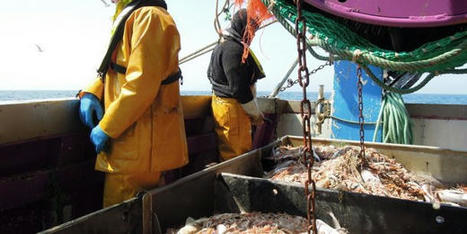 En 2024, les quotas européens de pêche prendront en compte des espèces menacées, une première | HALIEUTIQUE MER ET LITTORAL | Scoop.it