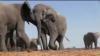 Solar power used to study elephants in Africa | Science Daily | @The Convergence of ICT, the Environment, Climate Change, EV and HEV Transportation & Distributed Renewable Energy | Scoop.it