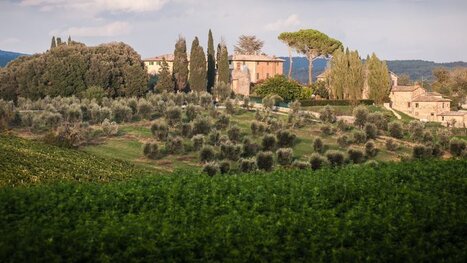 Italian Producers Wrap Up a Modest Season | OLIVE NEWS | Scoop.it