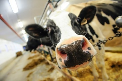 Canada : Nouvelle classe de lait: blocus contre Parmalat | Lait de Normandie... et d'ailleurs | Scoop.it