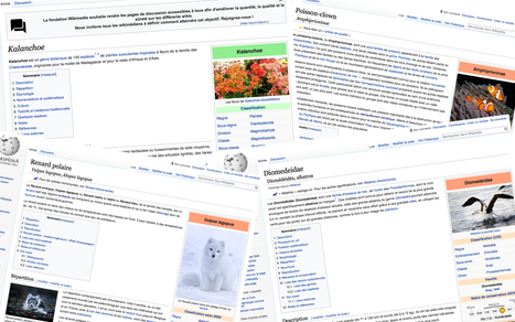 Nos recherches Wikipédia pourraient aider à mieux protéger les espèces menacées - Sciences | Biodiversité | Scoop.it