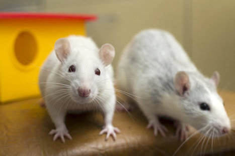 Rats prefer to help their own kind; Humans may be similarly wired | Empathy and Animals | Scoop.it
