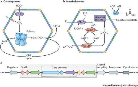 Bacterial microcompartments | RMH | Scoop.it