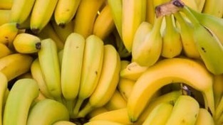 Pahin näyttäisi tapahtuneen: Banaanit tuhoava tauti löysi tiensä Etelä-Amerikkaan – ja nyt sitä vastaan taistelevat poliisit ja armeija | Yle Uutiset | yle.fi | 1Uutiset - Lukemisen tähden | Scoop.it