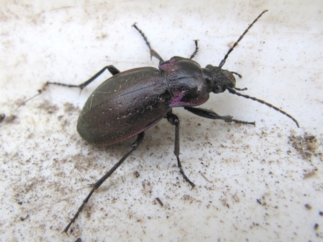 Le Carabe des bois (Carabus nemoralis) un Coléoptère carnassier ... | Variétés entomologiques | Scoop.it