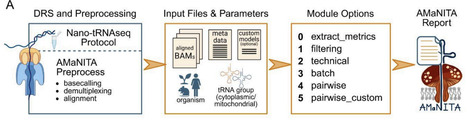 AMaNITA: an end-to-end workflow for native tRNA nanopore sequencing data analysis | brvbi | RMH | Scoop.it