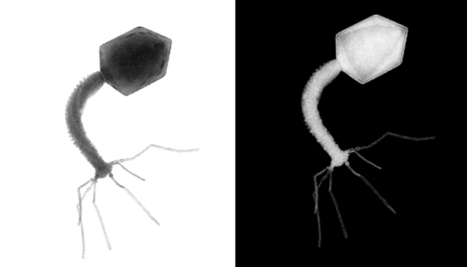 Cas enzyme targeting RNA defend bacteria against phages by&nbsp; slowing growth | Virus World | Scoop.it