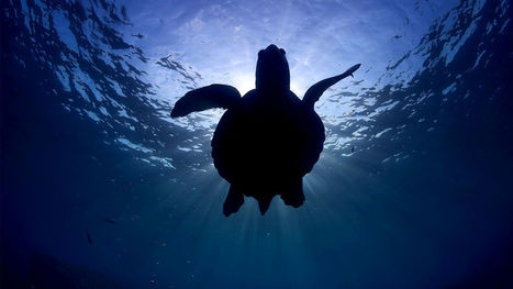 Sea turtles still in peril, but many populations are climbing | Dr. Goulu | Scoop.it