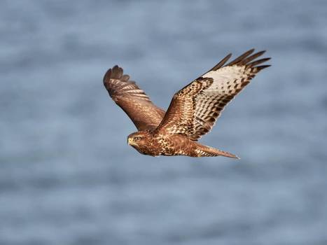 Les buses, victimes inutiles d’une barbarie injustifiée   | Les oiseaux au gré du vent | Scoop.it