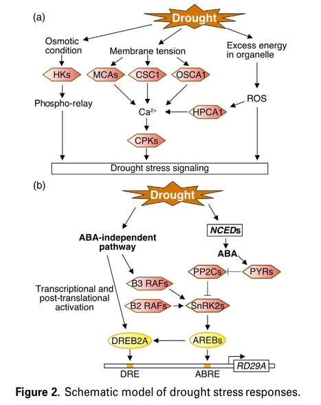 Complex plant responses to drought and heat stress under climate change - The Plant Journal | Biodiversité | Scoop.it