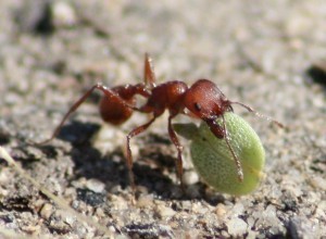 Les larcins des fourmis moissonneuses menacent la survie d'une rare plante à fleurs du désert | EntomoNews | Scoop.it