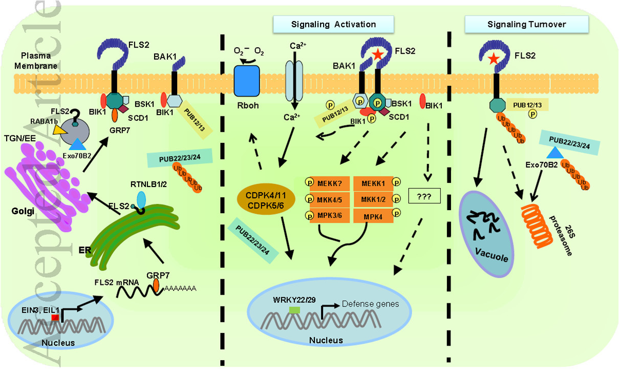 ubiquitination-of-pattern-recognition-receptors