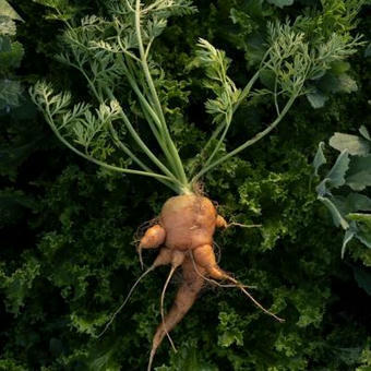 FRUITS & LEGUMES : de moins en moins nutritifs | FRUITS ET LÉGUMES | Scoop.it