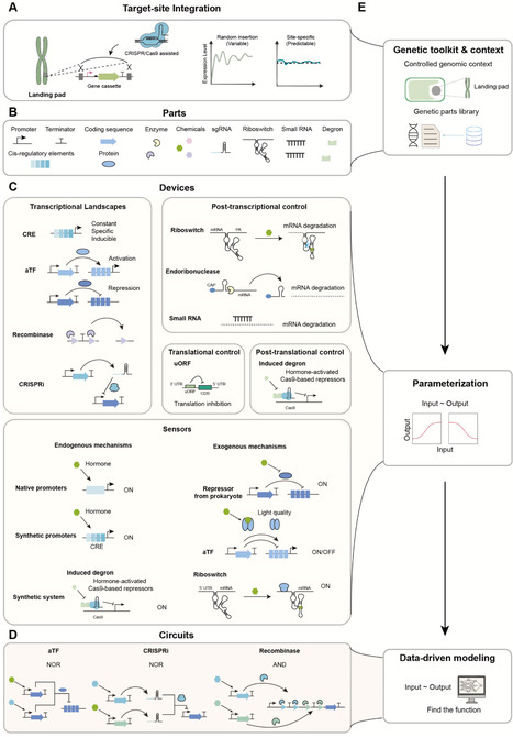 Toward predictable and programmable genetic circuits in plants | badv | RMH | Scoop.it